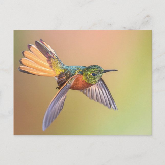 Farbenfrohe Hummingbird Fliegen Postkarte (Vorderseite)
