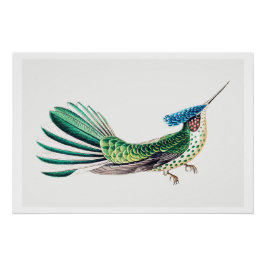 Farbenfrohe Hummingbird-Illustration Poster