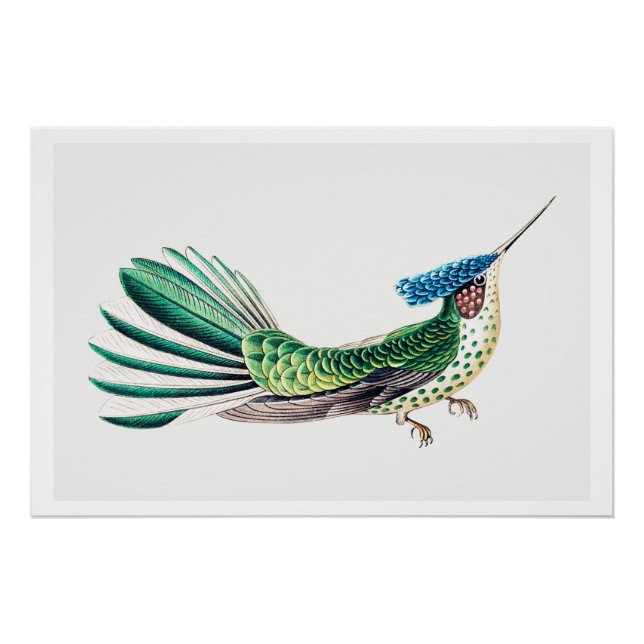 Farbenfrohe Hummingbird-Illustration Poster (Vorderseite)