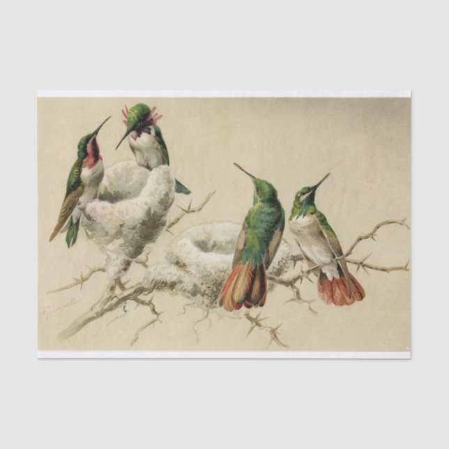Farbenfrohe Hummingbirds with Nest, Hector Giacome Seidenpapier (Vorderseite)