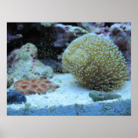 Farbenfrohe Koralle in Salzwasser Aquarium Druckpo
