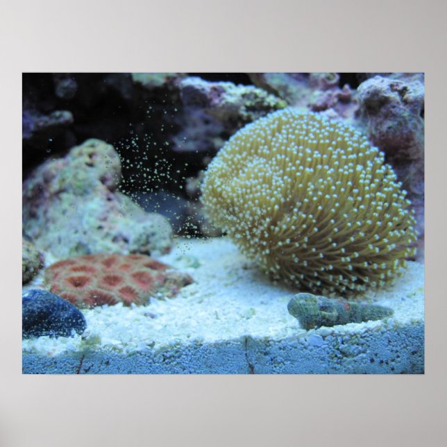 Farbenfrohe Koralle in Salzwasser Aquarium Druckpo Poster (Vorne)