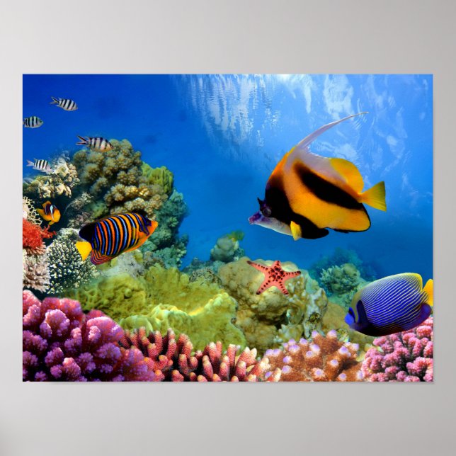 Farbenfrohe Koralle und tropische Fische Poster (Vorne)