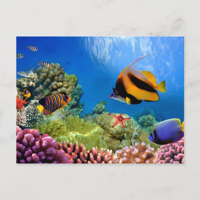 Farbenfrohe Koralle und tropische Fische Postkarte (Vorderseite)