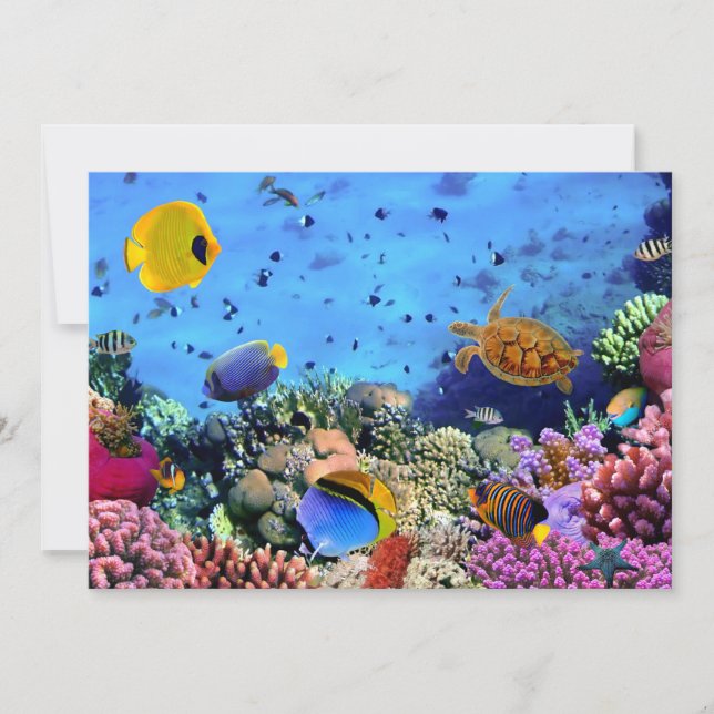 Farbenfrohe Korallenriff-Kritter (Vorderseite)