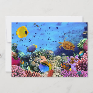 Farbenfrohe Korallenriff-Kritter