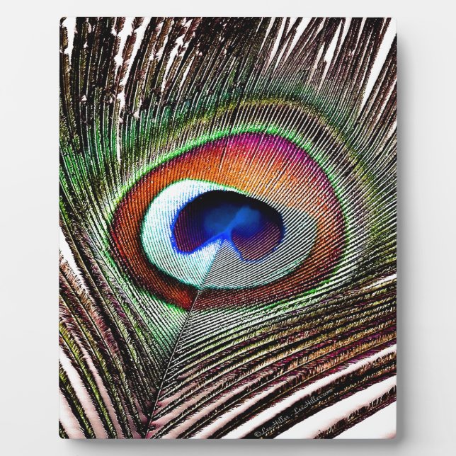 Farbenfrohe Kupfer Peacock Feaather Fotoplatte (Vorderseite)