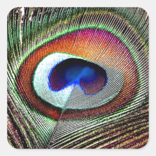 Farbenfrohe Kupfer Peacock Feaather Quadratischer Aufkleber