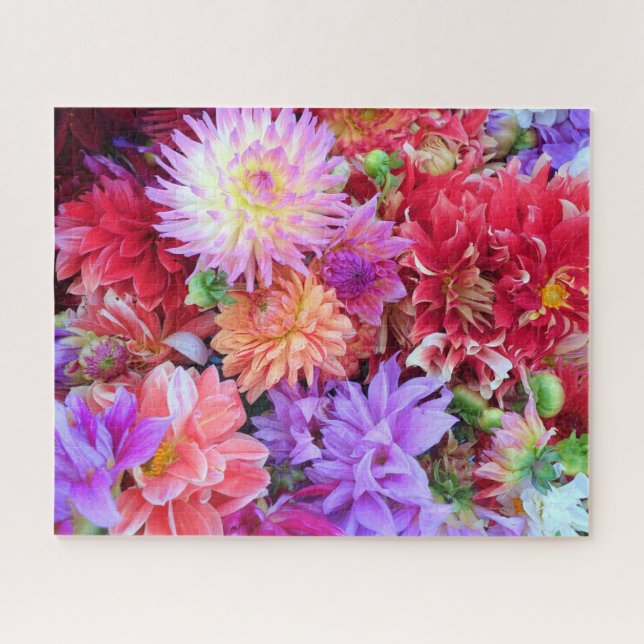 Farbenfrohe, lebendige Dahlia-Blume (Horizontal)