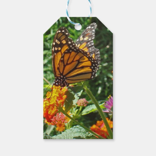 Farbenfrohe lebhafte Orange Monarch Butterfly Blum Geschenkanhänger (Vorderseite)