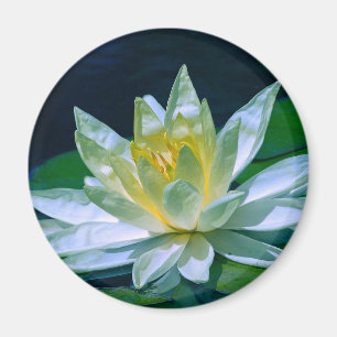 Farbenfrohe Lotus Magnet