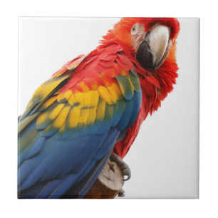 Farbenfrohe Macaw Chic Classy Mod Tropical Fliese