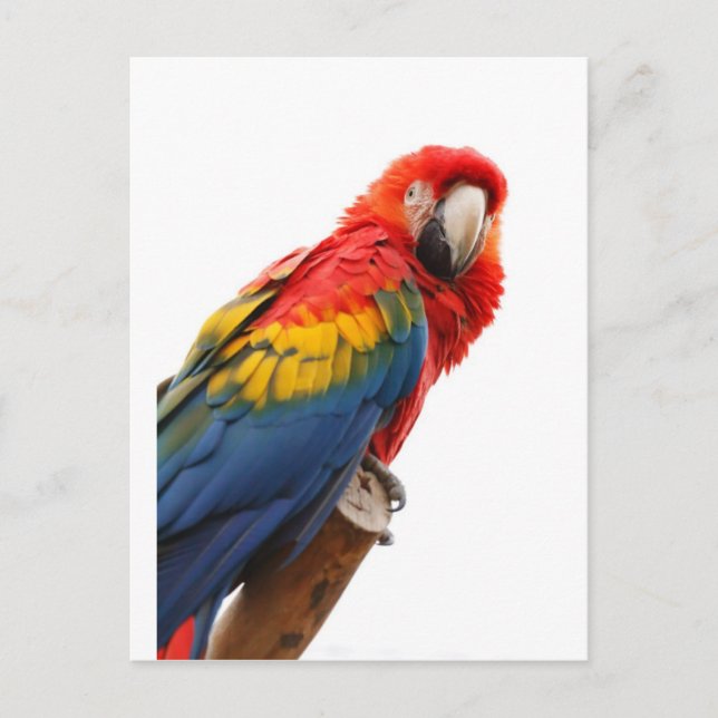 Farbenfrohe Macaw Chic Classy Mod Tropical Postkarte (Vorderseite)