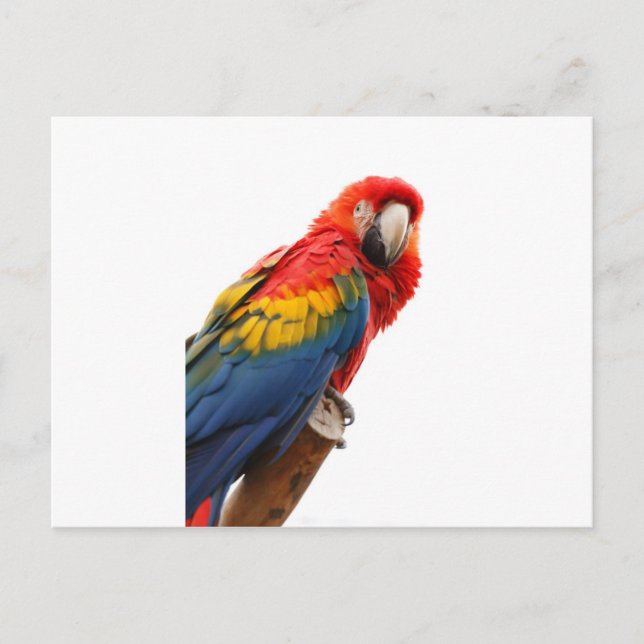 Farbenfrohe Macaw Chic Classy Mod Tropical Postkarte (Vorderseite)