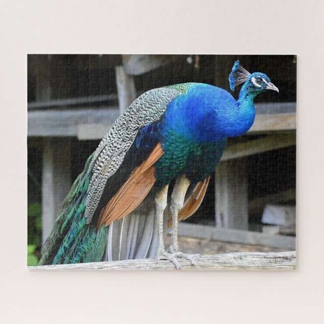Farbenfrohe Männchen Peacock (Horizontal)