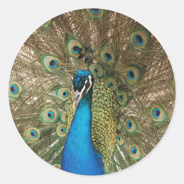 Farbenfrohe Männerhaube mit Spread Feathers Foto Runder Aufkleber (Vorderseite)