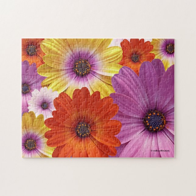 Farbenfrohe Medley von African Daisies Blume (Horizontal)
