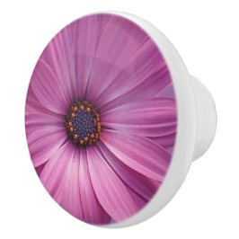 Farbenfrohe Medley von African Daisies Blume Keramikknauf
