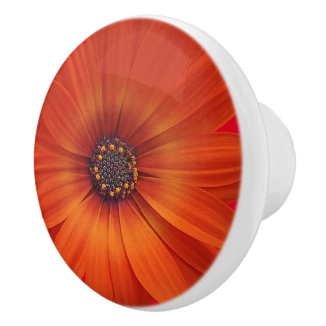 Farbenfrohe Medley von African Daisies Blume Keramikknauf (Rechts)