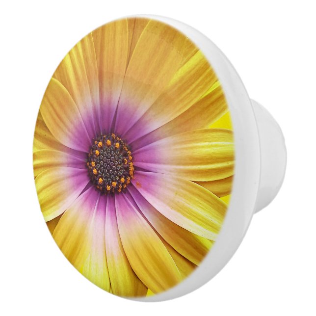 Farbenfrohe Medley von African Daisies Blume Keramikknauf (Rechts)