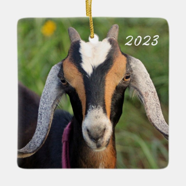 Farbenfrohe Mini Nubian Milchziege Kind Keramikornament (Vorderseite)