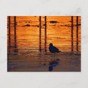 Farbenfrohe Möwe bei Sonnenuntergang Postkarte