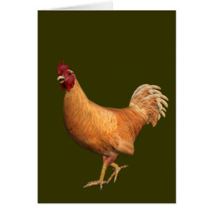Farbenfrohe Orange Rooster
