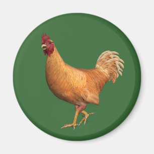 Farbenfrohe Orange Rooster Magnet