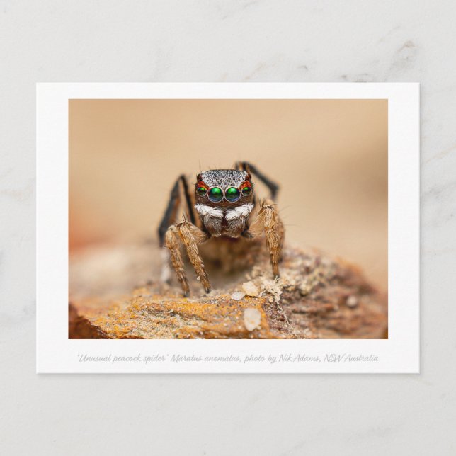 Farbenfrohe Peacock Spider Macro Fotografie Postkarte (Vorderseite)
