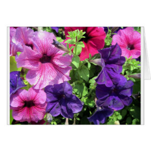 Farbenfrohe Petunias