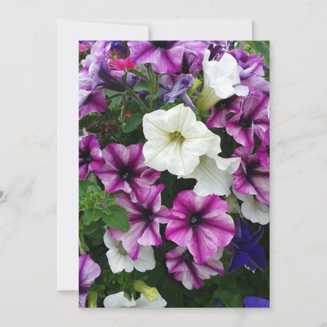 Farbenfrohe Petunias Blank Karte (Vorderseite)