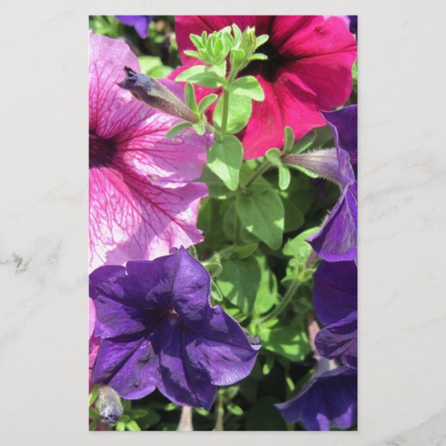 Farbenfrohe Petunias Briefpapier (Vorderseite)