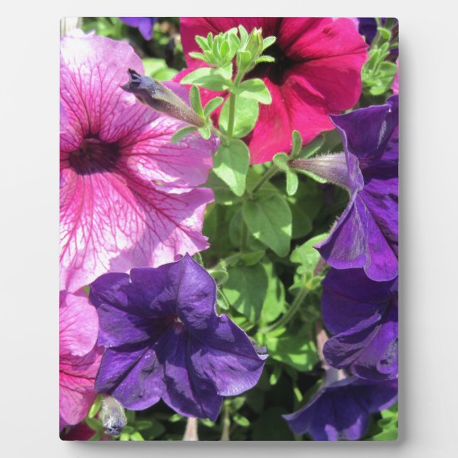 Farbenfrohe Petunias Fotoplatte (Vorderseite)