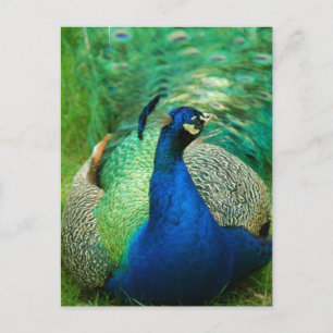 Farbenfrohe Pfauenpostkarte Postkarte