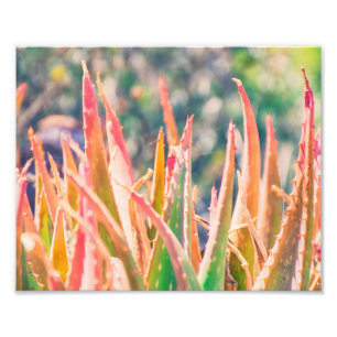 Farbenfrohe Pflanze Tipps FOTO