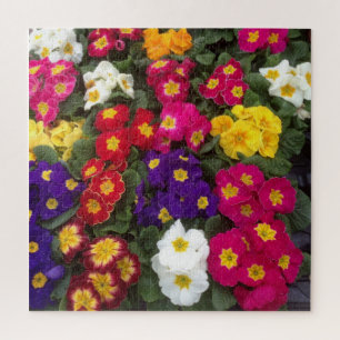 Farbenfrohe Polyanthus, Primrose-Blume