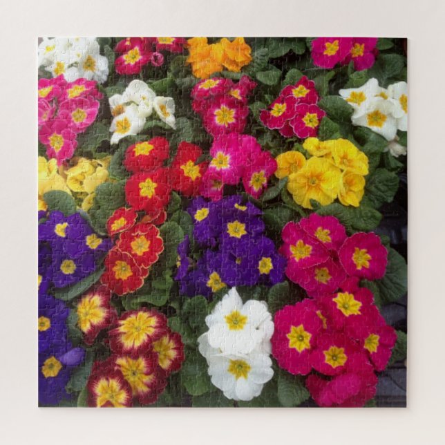 Farbenfrohe Polyanthus, Primrose-Blume (Vertikal)