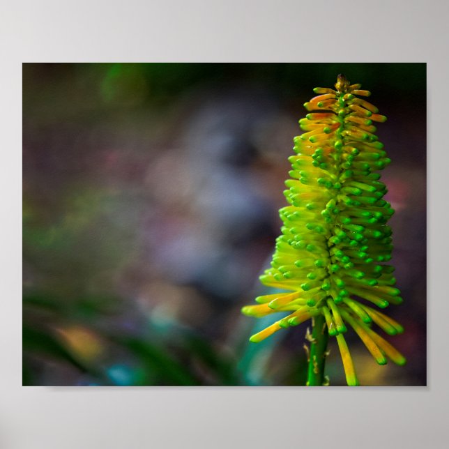 Farbenfrohe Psychedelische Blume Fotografie Poster (Vorne)