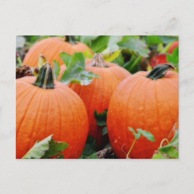 Farbenfrohe Pumpkins! Postkarte (Vorderseite)