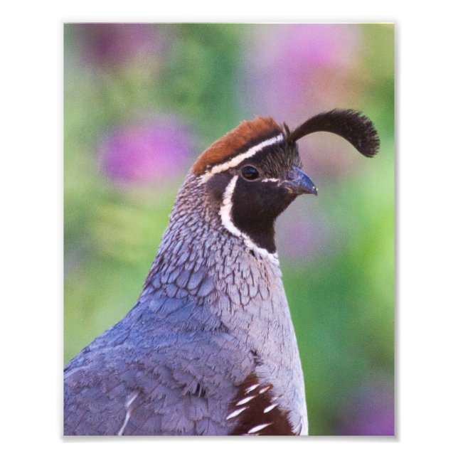 farbenfrohe Queste Fotodruck (Vorne)