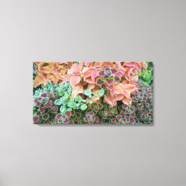 Farbenfrohe Rainbow Coleus Pflanze Fotografie Leinwanddruck