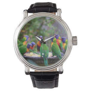 Farbenfrohe Regenbogen-Lorikeet-Papageien essen Armbanduhr