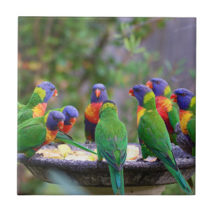 Farbenfrohe Regenbogen-Lorikeet-Papageien essen Fliese