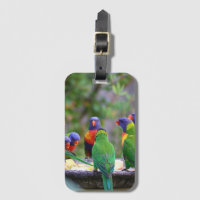 Farbenfrohe Regenbogen-Lorikeet-Papageien essen