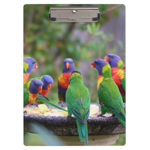 Farbenfrohe Regenbogen-Lorikeet-Papageien essen Klemmbrett