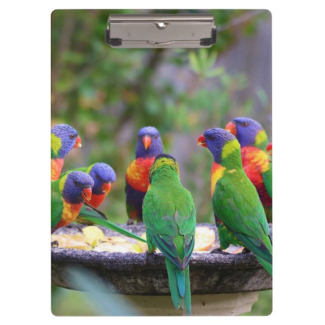 Farbenfrohe Regenbogen-Lorikeet-Papageien essen Klemmbrett (Vorderseite)
