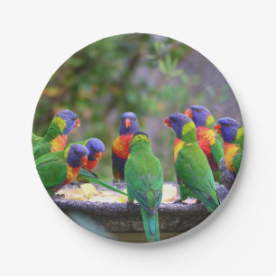 Farbenfrohe Regenbogen-Lorikeet-Papageien essen Pappteller