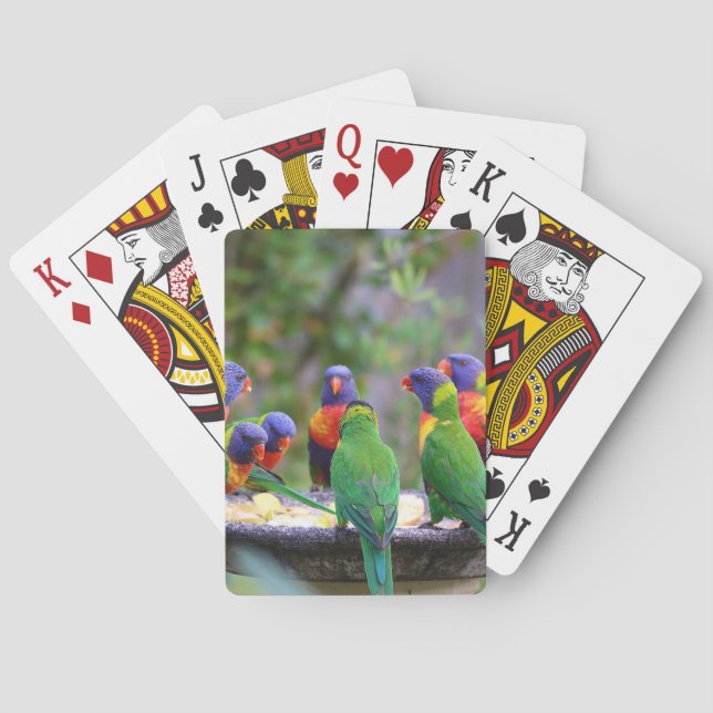 Farbenfrohe Regenbogen-Lorikeet-Papageien essen Spielkarten (Rückseite)