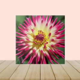 Farbenfrohe rosa Kaktus Dahlia Bloom Floral Fliese