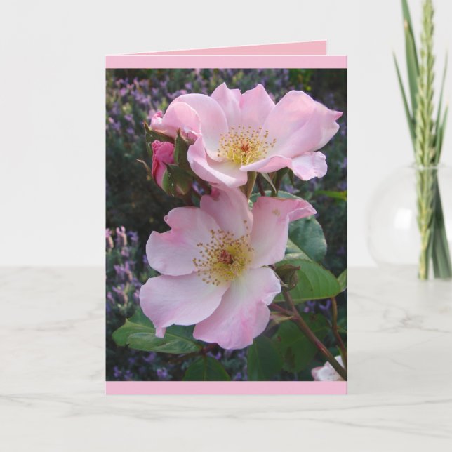 Farbenfrohe rosa Sparrieshoop Rose Grüße Karte (Vorderseite)